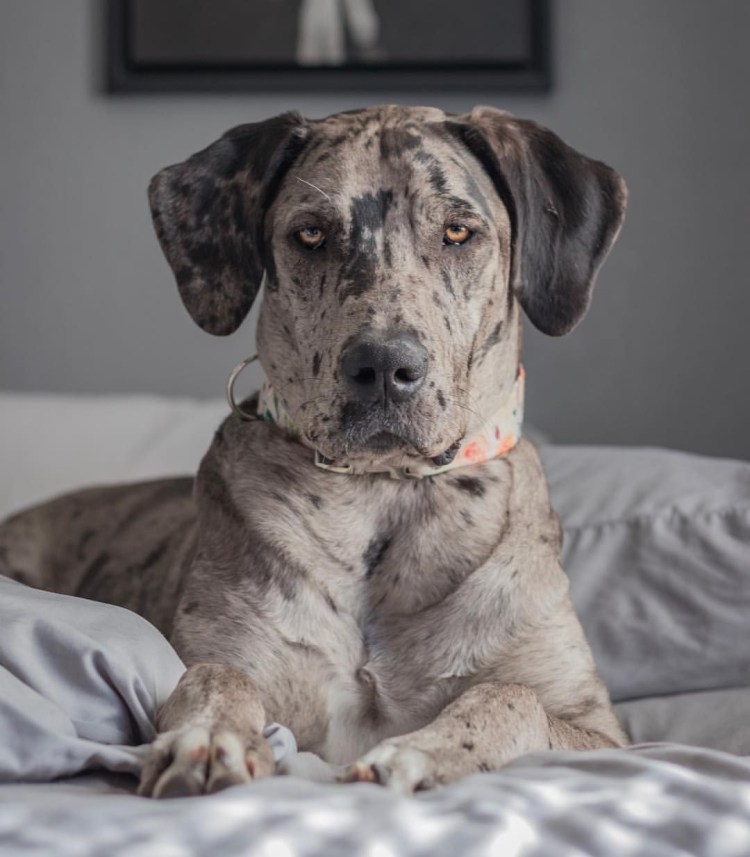 Канис пантер порода