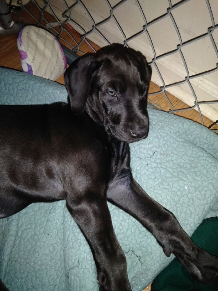 Доберман и далматинец