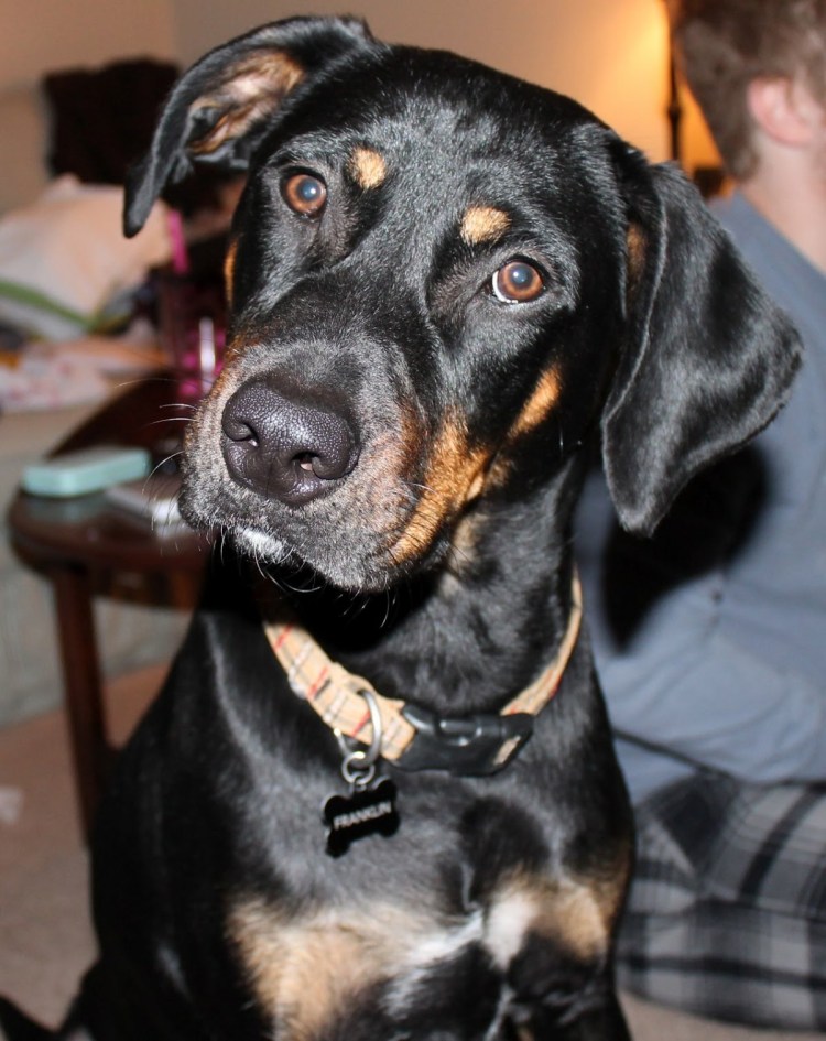 Метис Кане Корсо и стаффорда