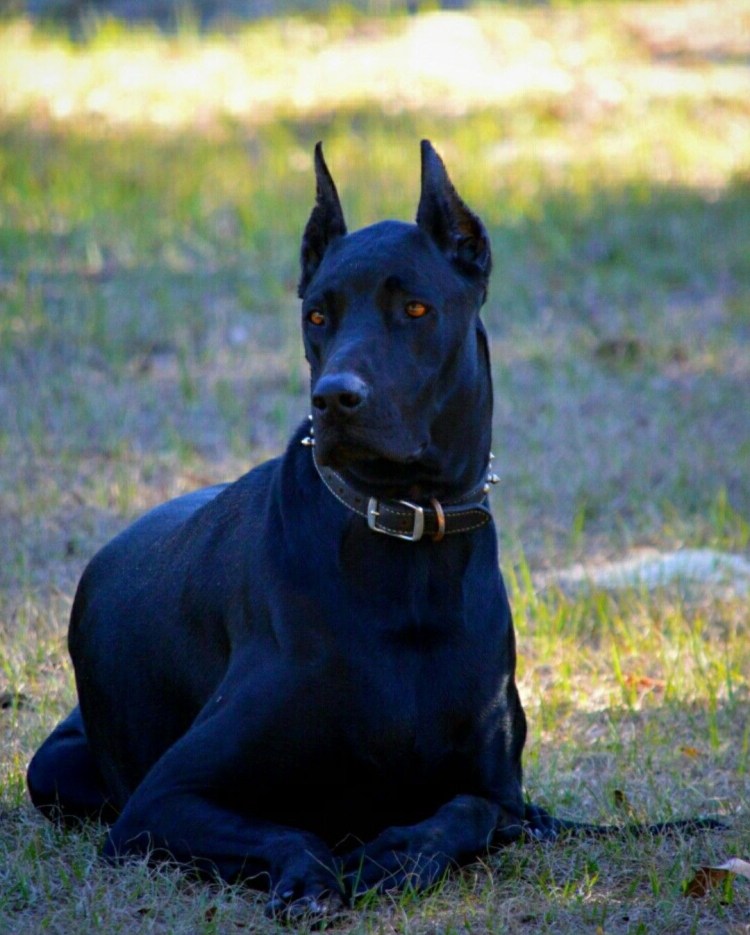 Метис немецкий дог и питбуль