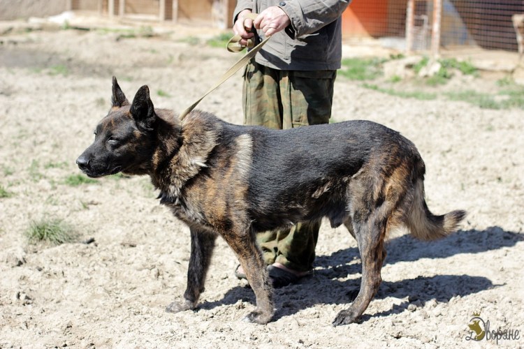 Чисто черный Доберман