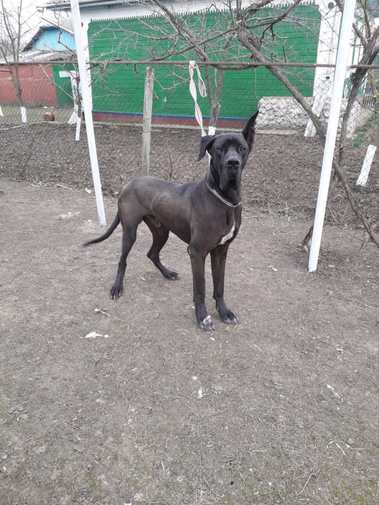 Помесь дога и овчарки