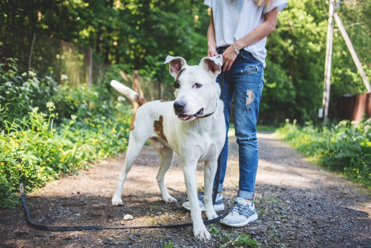 Метис дога и лабрадора