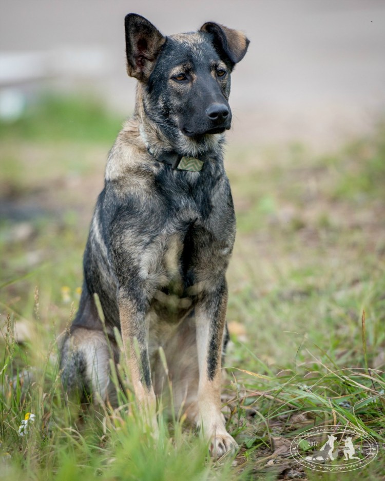 Метис овчарки и дога