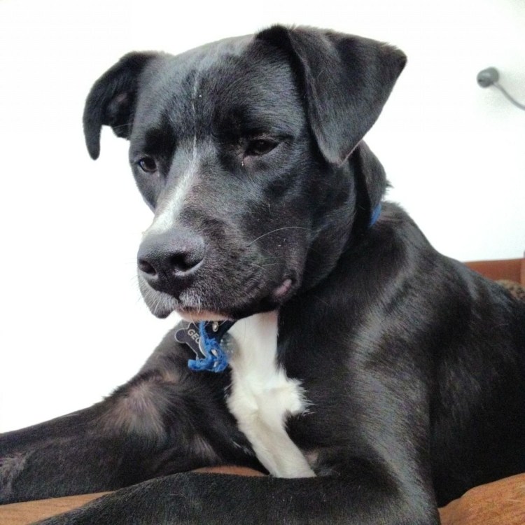 Метис Кане Корсо