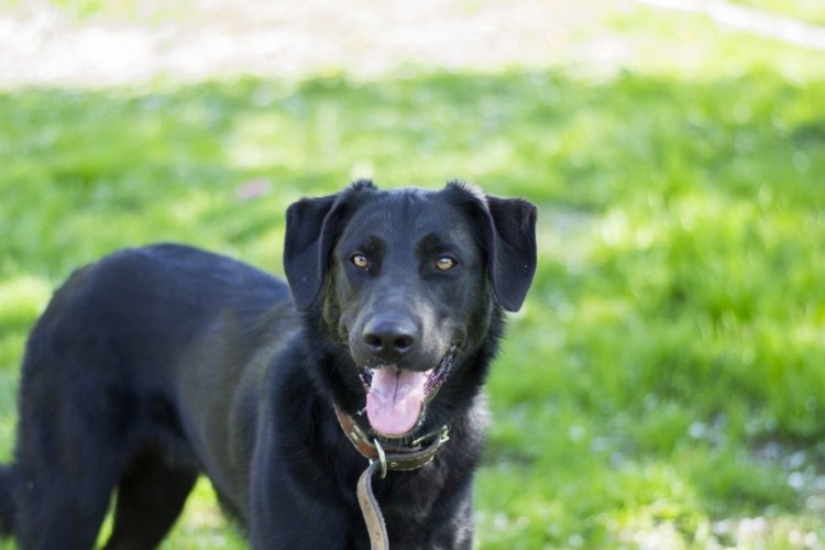 Фотосессия немецкий дог в Кусково