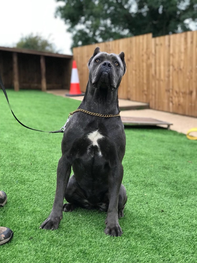 Метис питбуля и дога