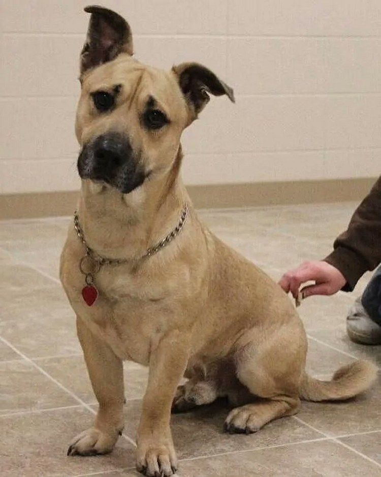 Смесь дога и далматинца