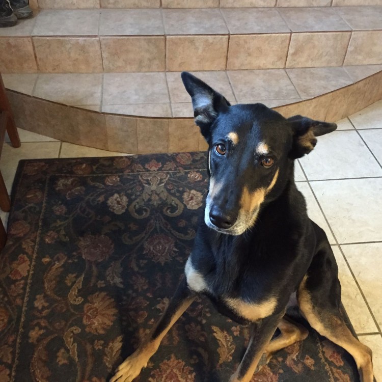 Питбуль и лабрадор метис