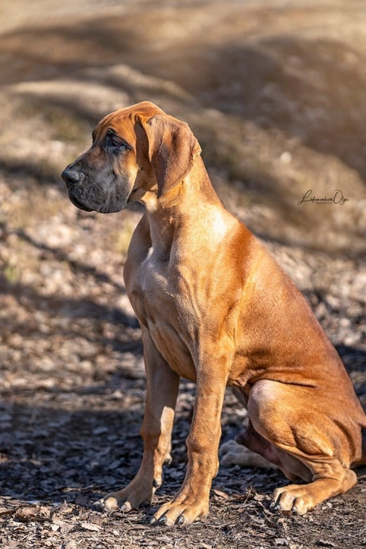 Метис боксера