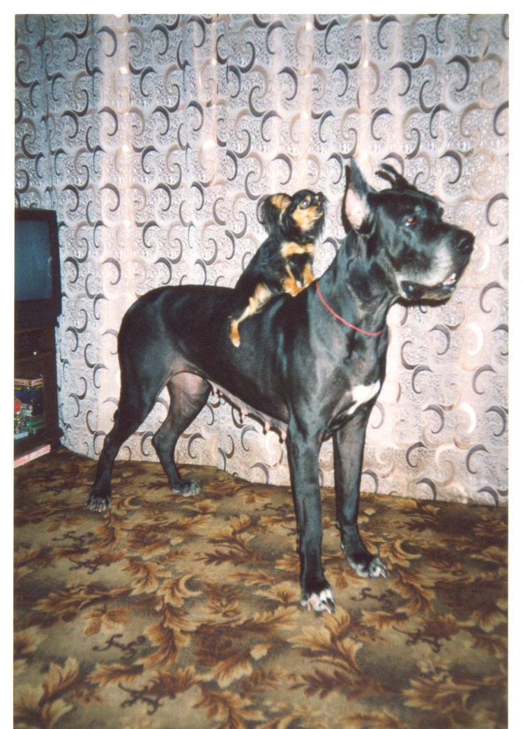 Скрещенные собаки