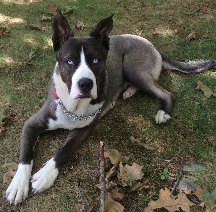 Дог Королевский черный и Доберман