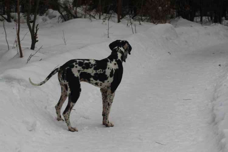 Метис аргентинского дога