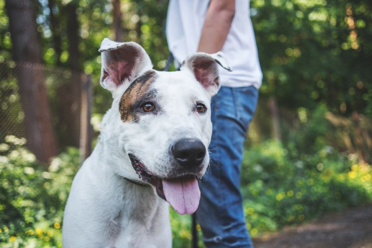 Метис добермана