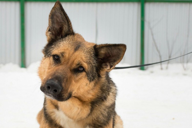 Веймаранер и лабрадор метис
