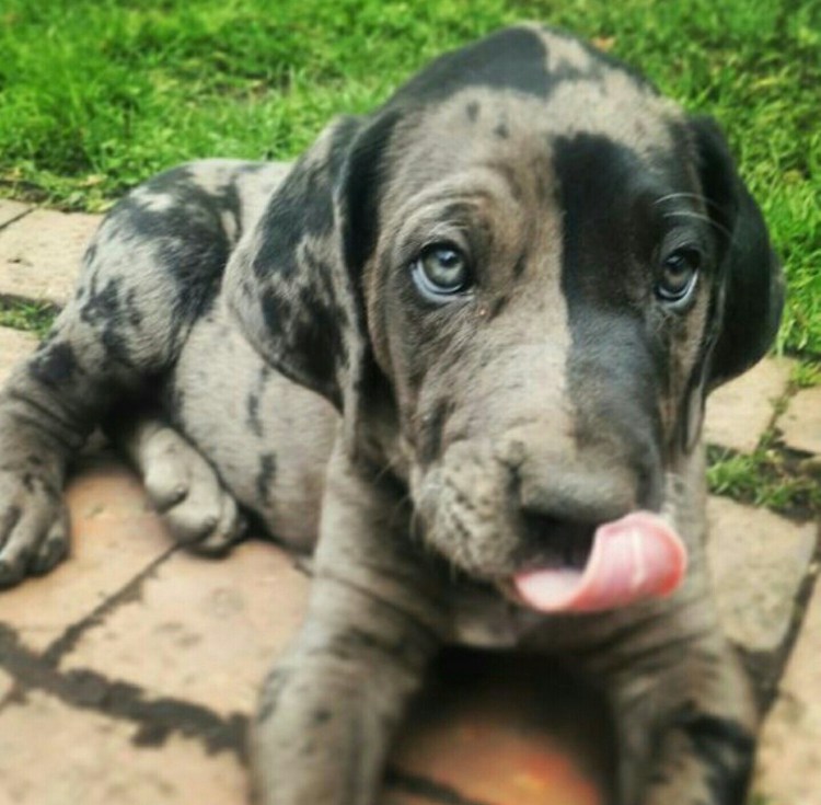 Метис овчарки и дога