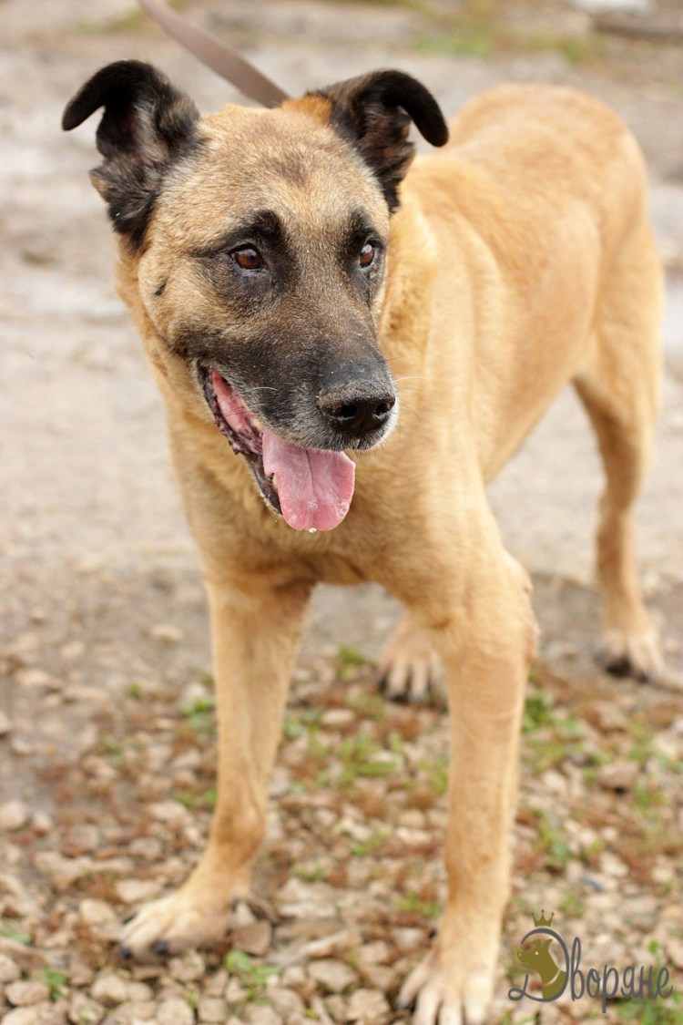 Кане Корсо и Доберман