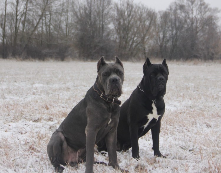 Лабрадор и немецкая овчарка