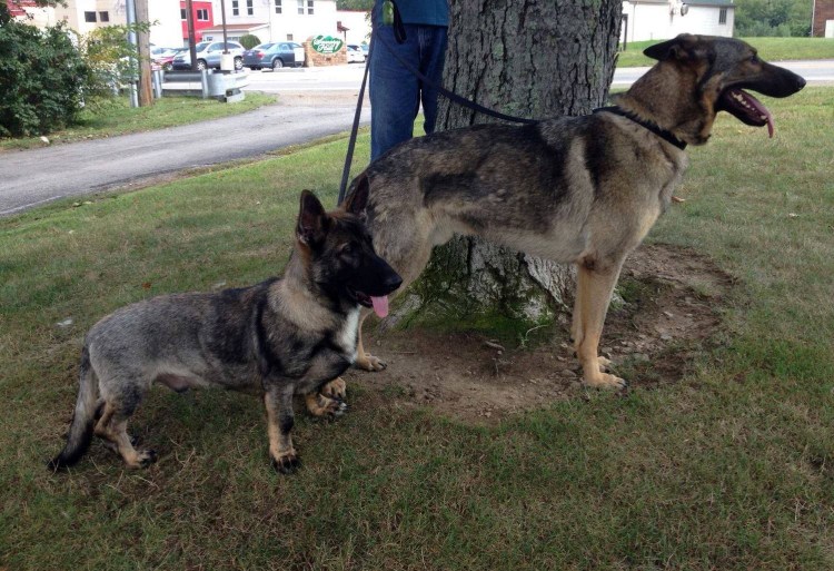 Метис шарпея и боксера