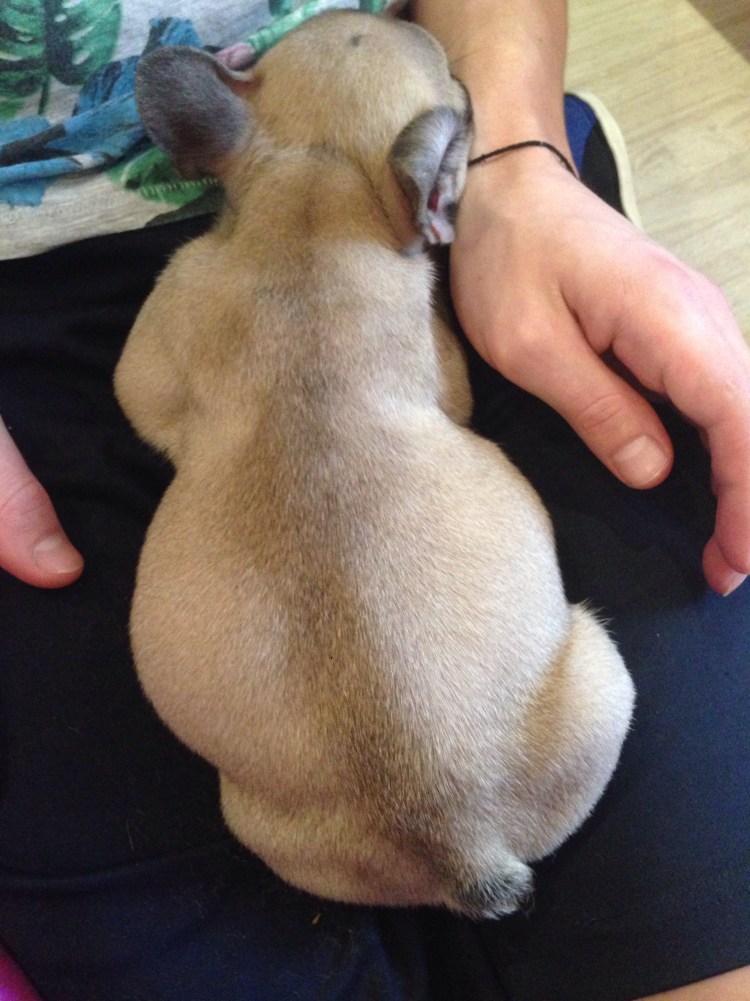 Непроходимость у собак