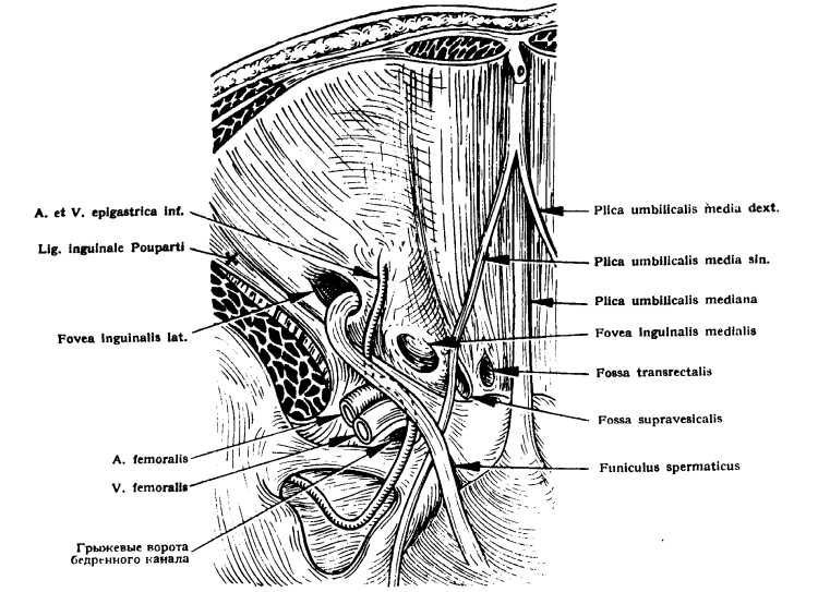 Бордер-колли лежит на белом пушистом ковре