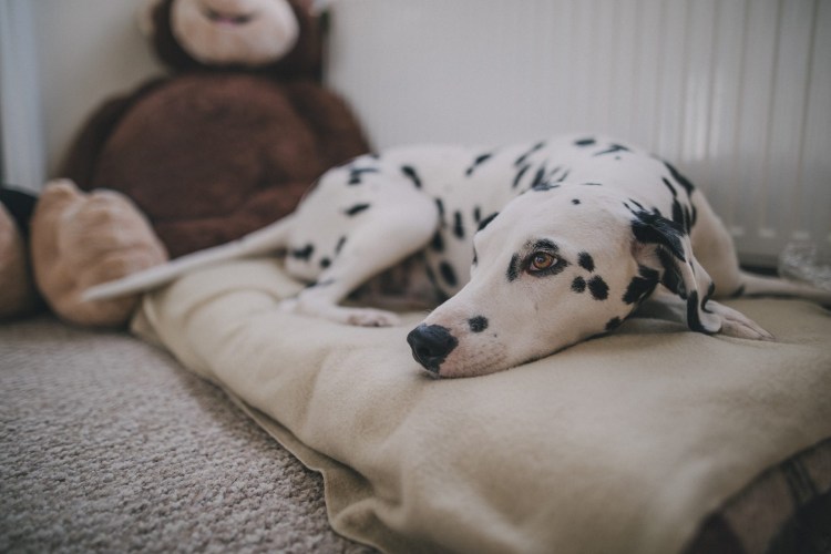 Беременная собака Бигль