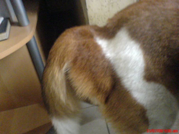 Ветеринарная клиника ANICURA В Швеции