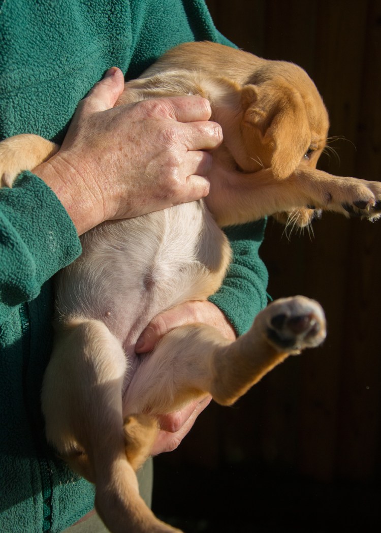 Промежностная грыжа у кобелей