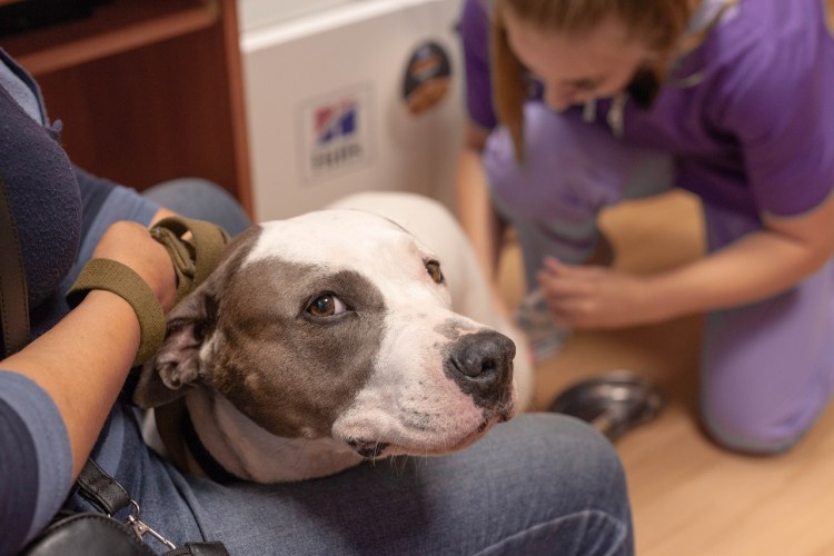 Как выглядит пупочная грыжа у щенка чихуахуа