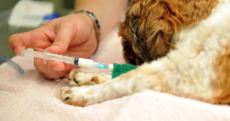 Пупочная грыжа у поросенка