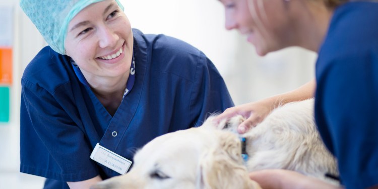 Золотистый ретривер аллергенность