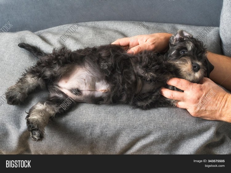 Грыжа японского Хина