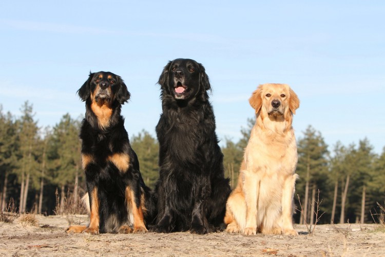 Ховаварт порода черный