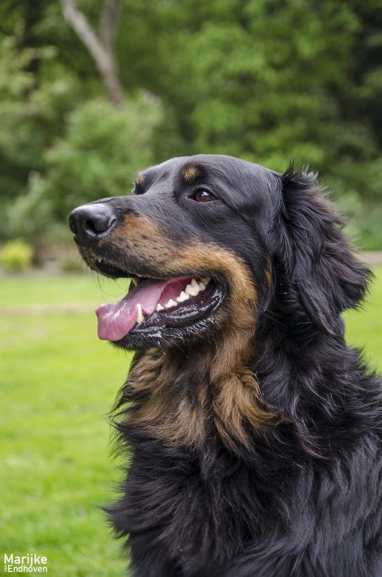 Ховаварт порода собак