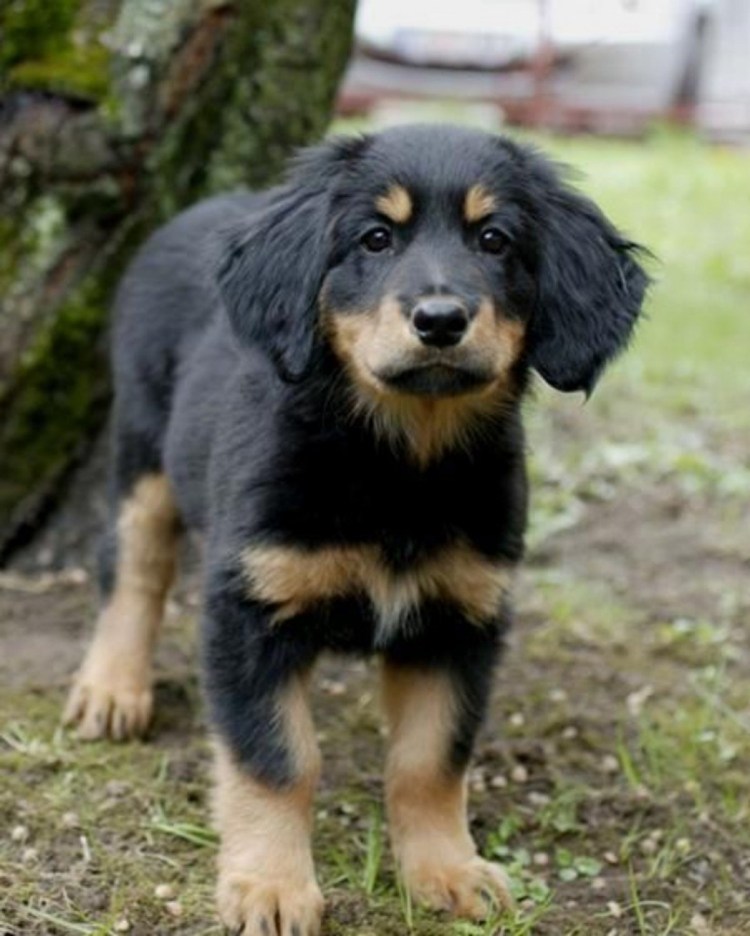 Ховаварт золотистый