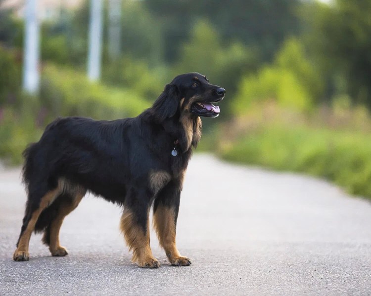 Ховаварт линька