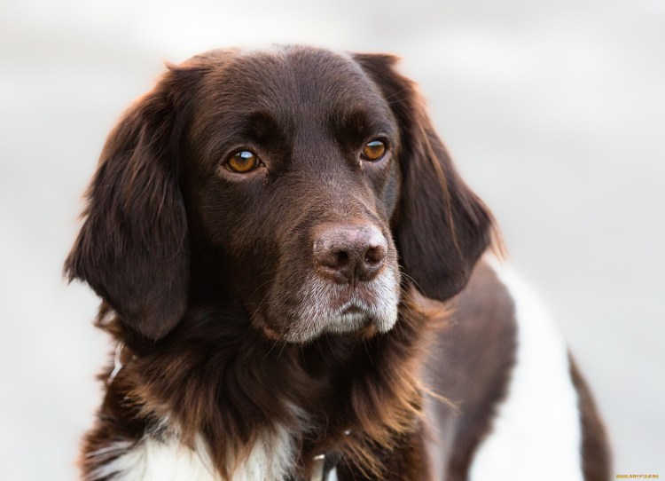 Ховаварт золотистый