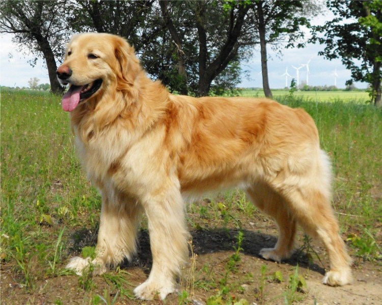 Ховард порода собак древняя собака