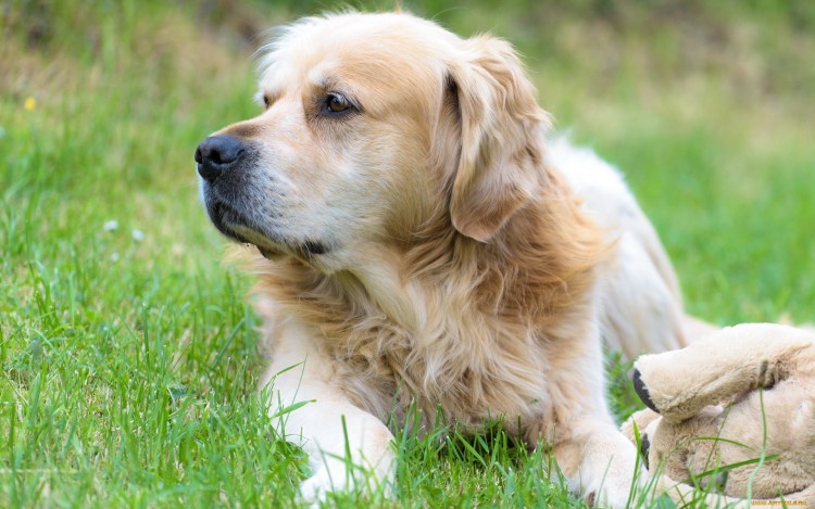 Ховаварт черный