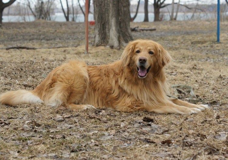 Ховаварт порода