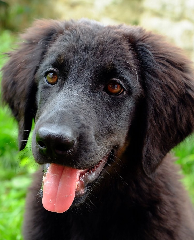 Ховаварт золотистый