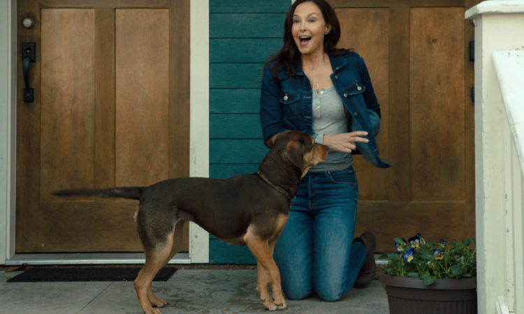 Ховаварт черный подпалый