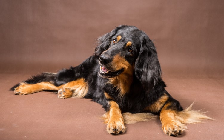 Ховаварт порода