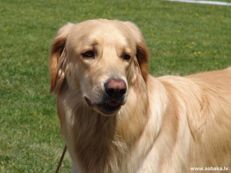 Ховаварт с немецкой овчаркой