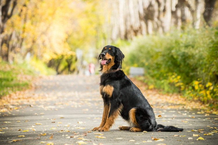 Ховаварт черно подпалый