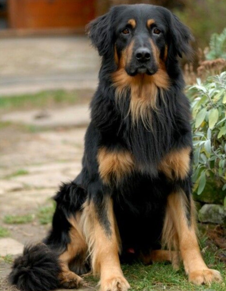 Ховаварт черный