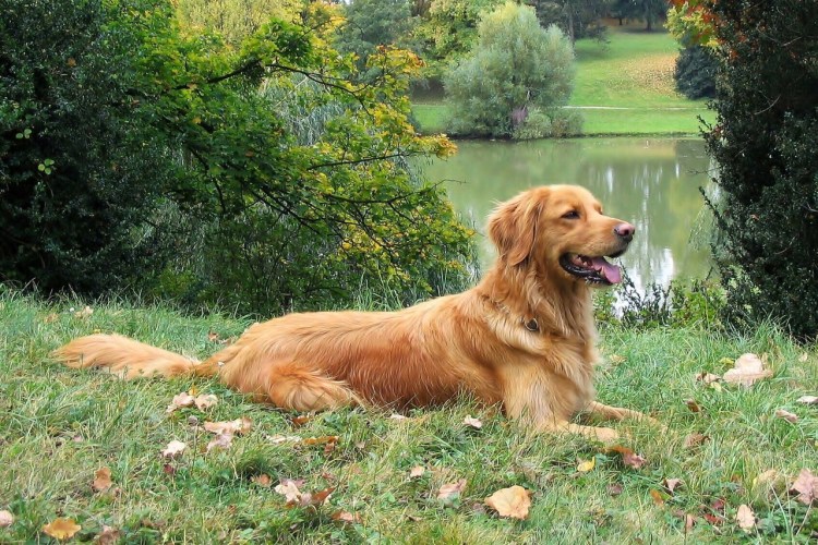 Ховаварт собака