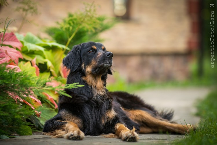 Ховаварт порода