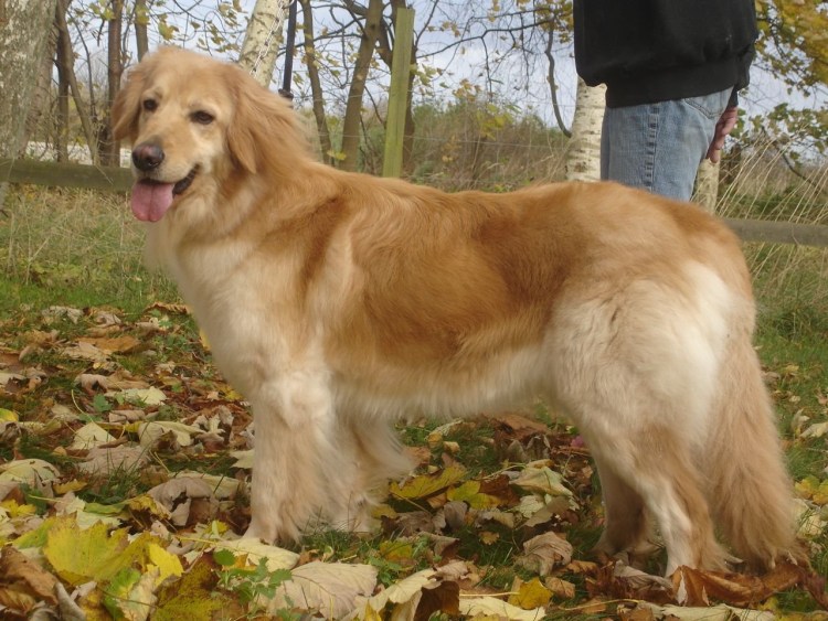 Ховаварт порода собак