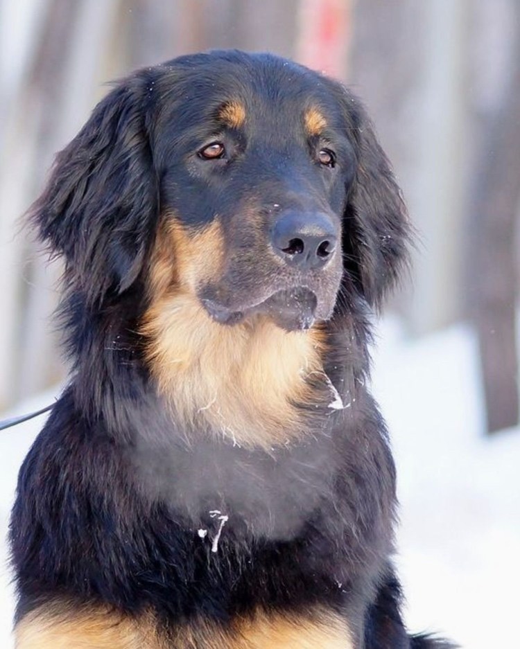 Ховаварт порода